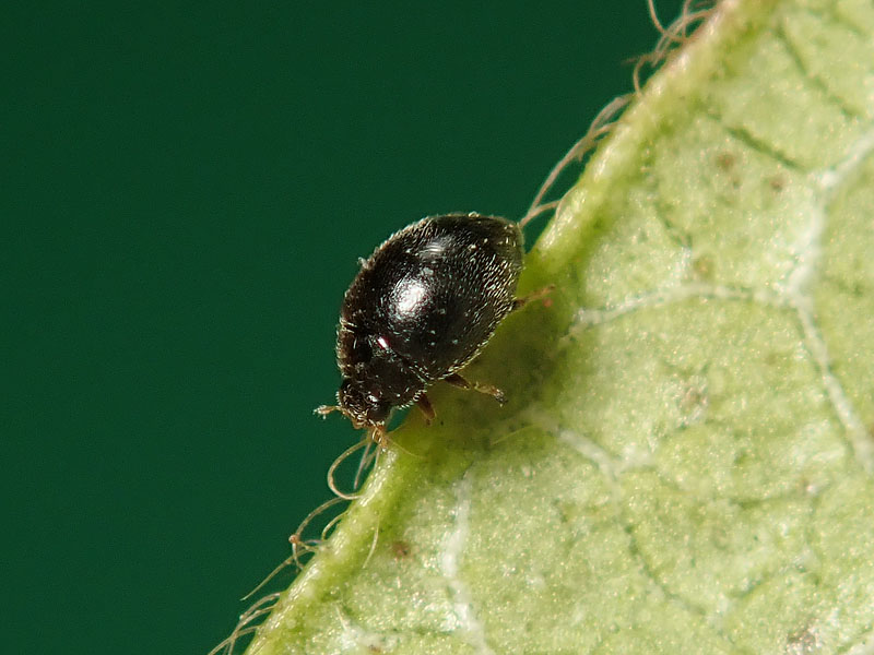 Coccinellidae Stethorus pusillus